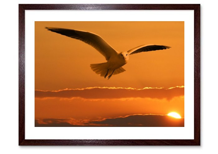 Gulls in Flight Framed Prints