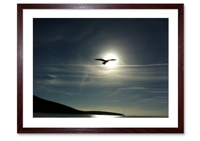 Gulls in Flight Framed Prints