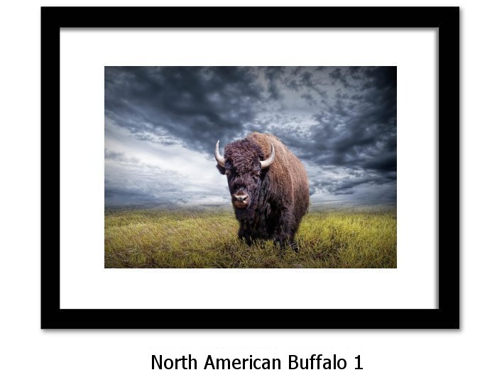 North American Buffalo Print