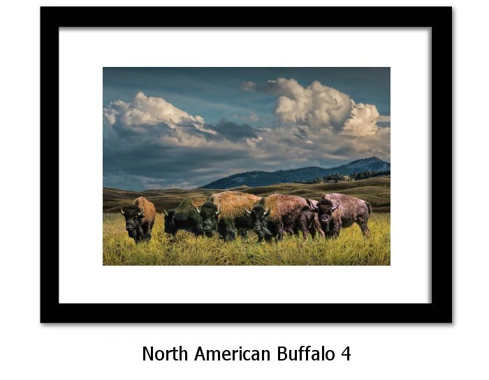 North American Buffalo Print