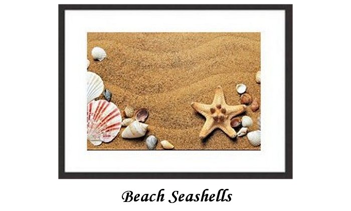 Beach Seashells