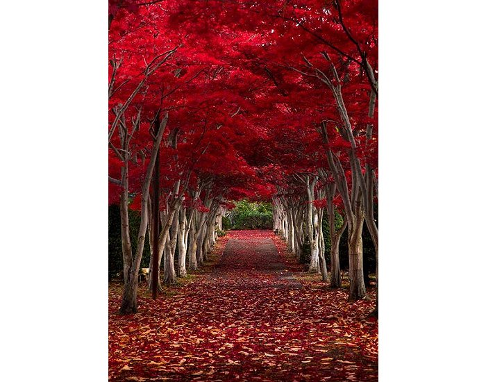 Crimson Forest, Hokkaido, Japan