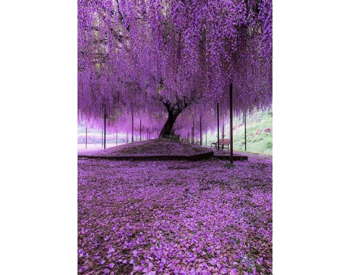 Wisteria shower in Hyogo - Japan