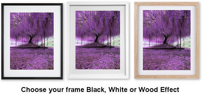 Wisteria Shower Japan Framed Print