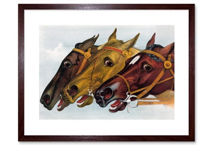 Horse Horses Racehorse Racehorses Neck Neck
