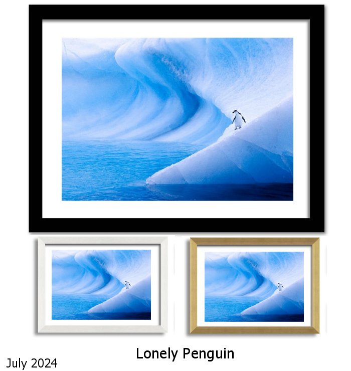 Lonely Penguin Framed Print